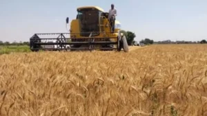 مركز المناخ يعلن 10 حلول لمعالجة تأخر زراعة القمح وتأثيرها على الإنتاج الزراعي